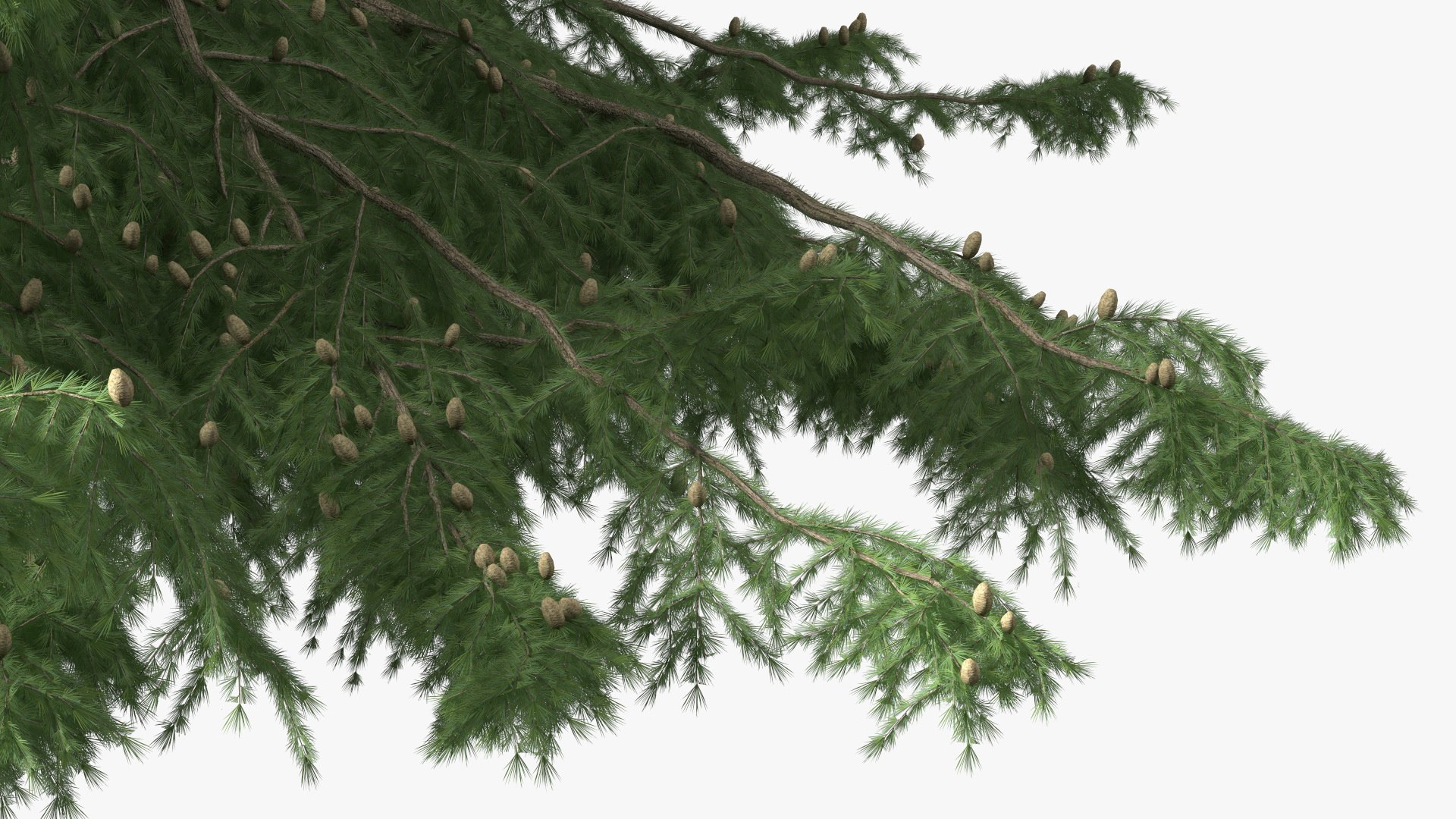 3D Evergreen Trees Collection 2 https://p.turbosquid.com/ts-thumb/oK/Tsu5hp/mf/evergreentreescollection2mb3dmodel038/jpg/1647002294/1920x1080/fit_q87/8086cbb7df8b1d8bd28d281f26f8f1ece4093d10/evergreentreescollection2mb3dmodel038.jpg