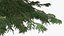 Evergreen Trees Collection 2
