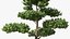 Evergreen Trees Collection 2