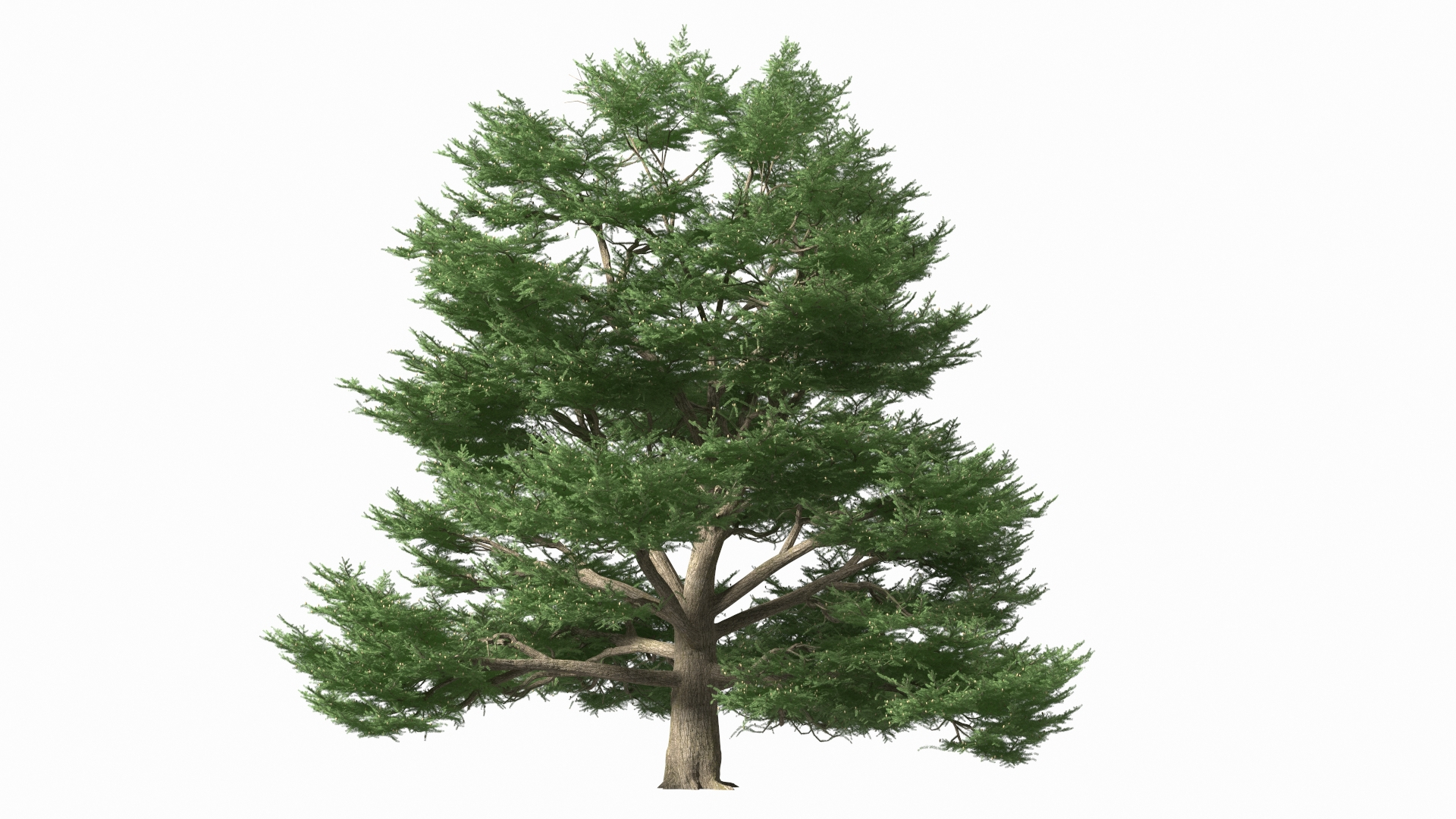 3D Evergreen Trees Collection 2 https://p.turbosquid.com/ts-thumb/oK/Tsu5hp/qD/cedrus_libani_big_green_tree_360/jpg/1647003205/1920x1080/turn_fit_q99/07db08d349859e7419b78b9fb700624aca65cf25/cedrus_libani_big_green_tree_360-1.jpg