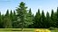 Evergreen Trees Collection 2