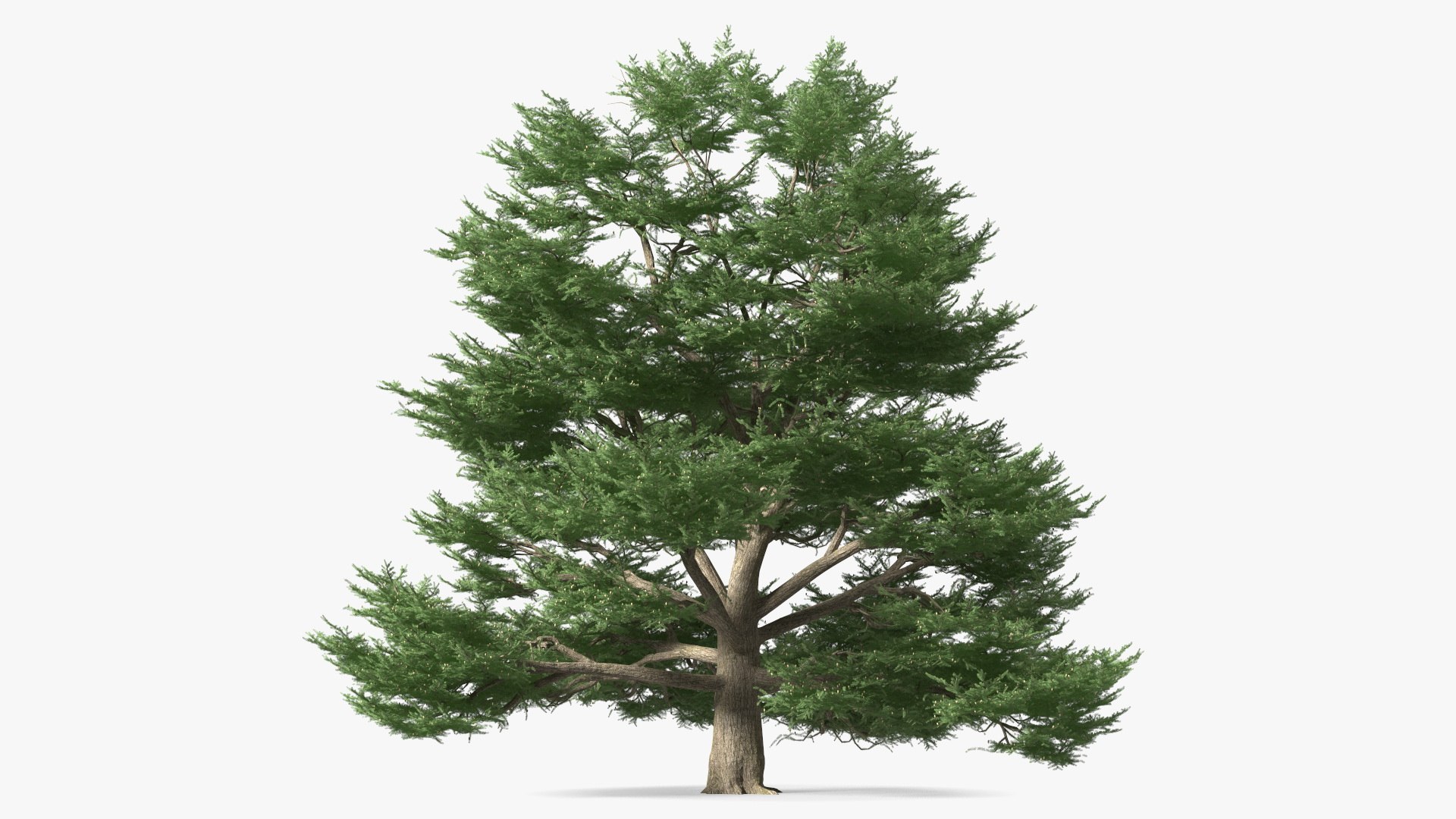 3D Evergreen Trees Collection 2 https://p.turbosquid.com/ts-thumb/oK/Tsu5hp/rk/evergreentreescollection2mb3dmodel039/jpg/1647002297/1920x1080/fit_q87/886e178f7916f7b177d0a715892d35c126074844/evergreentreescollection2mb3dmodel039.jpg