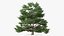 Evergreen Trees Collection 2