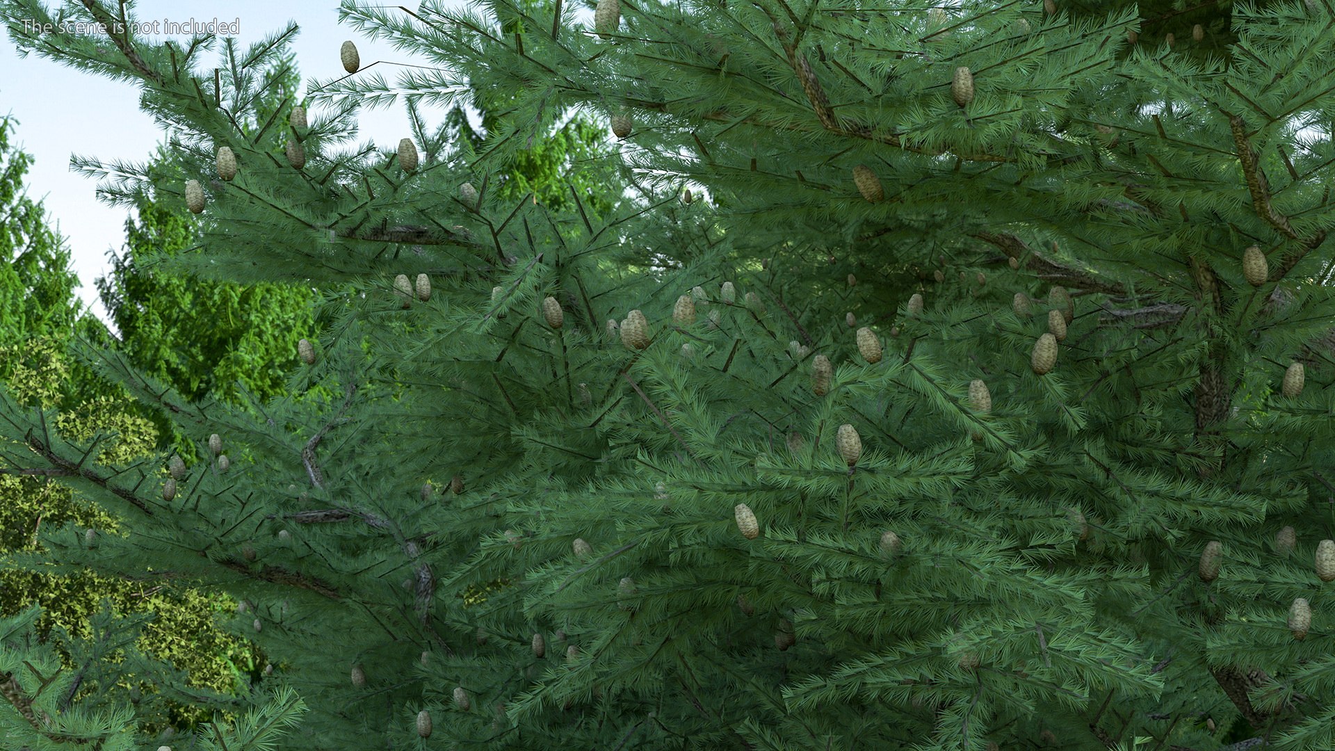 3D Evergreen Trees Collection 2 https://p.turbosquid.com/ts-thumb/oK/Tsu5hp/u2/evergreentreescollection2mb3dmodel045/jpg/1647002315/1920x1080/fit_q87/e9a5d4681657e835f571880c1e7066728dad98c5/evergreentreescollection2mb3dmodel045.jpg