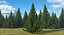 Evergreen Trees Collection 2