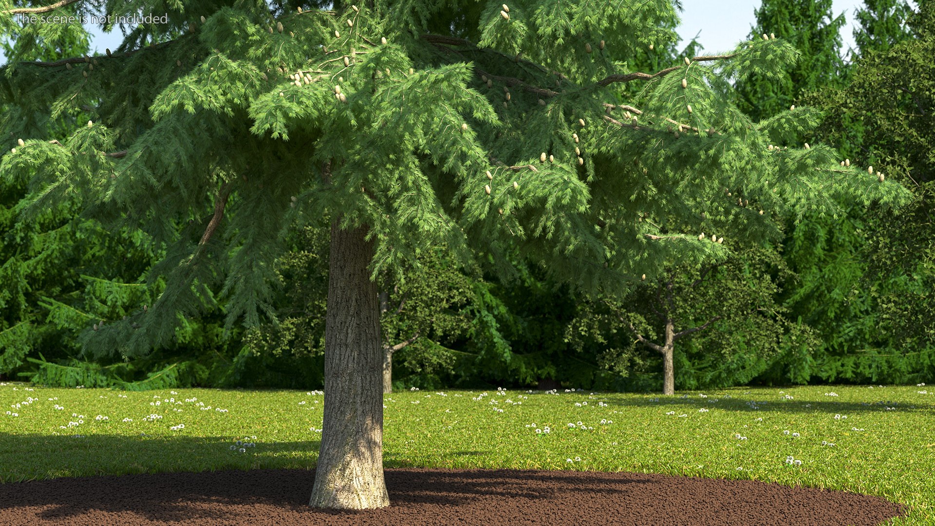 3D Evergreen Trees Collection 2 https://p.turbosquid.com/ts-thumb/oK/Tsu5hp/xB/evergreentreescollection2mb3dmodel026/jpg/1647002255/1920x1080/fit_q87/bef651250f4703dd32aaafac45df6571591da55a/evergreentreescollection2mb3dmodel026.jpg