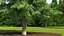 Evergreen Trees Collection 2