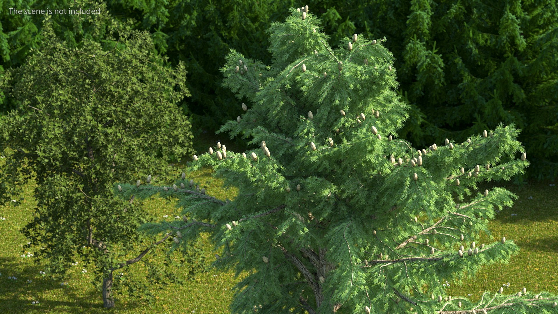 3D Evergreen Trees Collection 2 https://p.turbosquid.com/ts-thumb/oK/Tsu5hp/xI/evergreentreescollection2mb3dmodel030/jpg/1647002267/1920x1080/fit_q87/16c318fbecef633e6434fceb2117e382e136ccd5/evergreentreescollection2mb3dmodel030.jpg