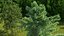 Evergreen Trees Collection 2