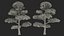 Evergreen Trees Collection 2