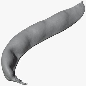 Broad Bean Pod 02 - For 3D Print