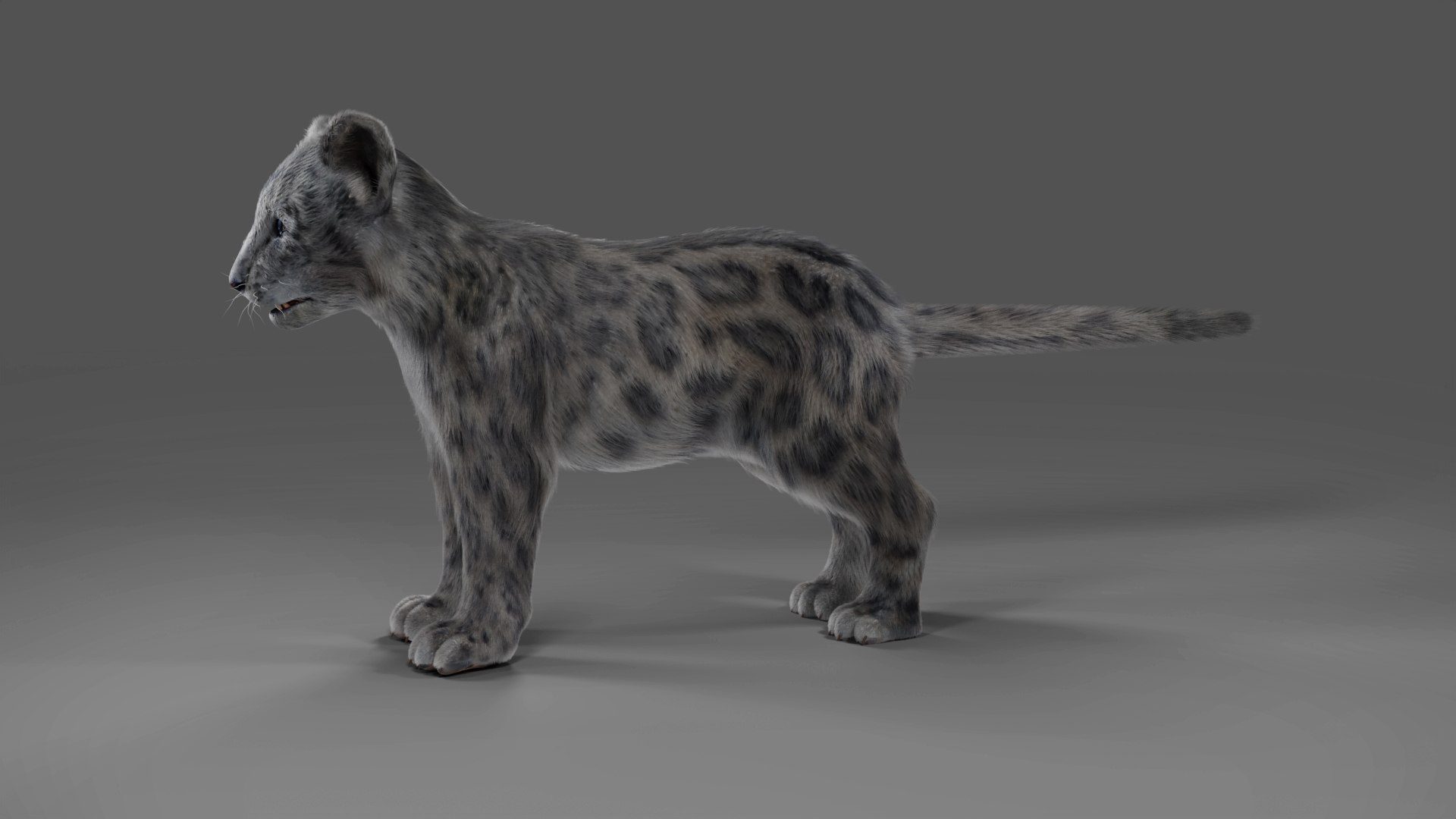 Fur Baby Snow Leopard No Rigged 3D Model - TurboSquid 2026486