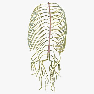 Human Torso Nervous System