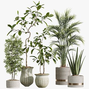 AV Indoor Plants Set 257 Dracaena Marginata and Olive and Areca Palm and Aloe Vera