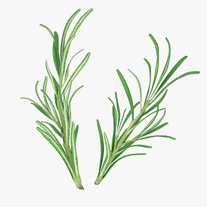 Rosemary