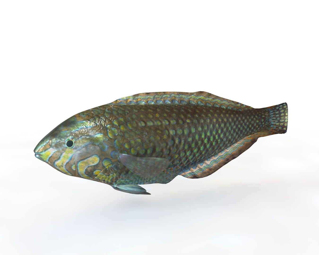 Fish Model - TurboSquid 1551928