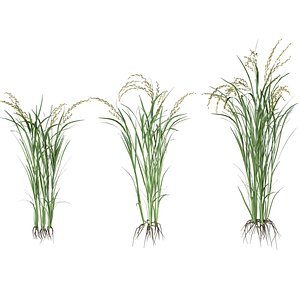 Green rice bushes 3D model