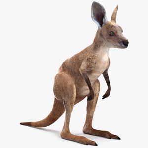 Baby Kangaroo