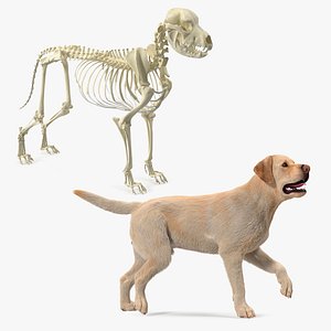 3D model Dog with Skeletal Anatomy Collection