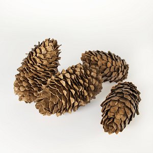 fir cones 3d max