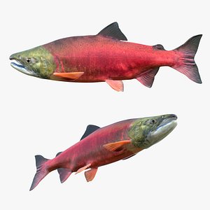 3D Sockeye Salmon Fish