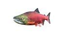 Sockeye Salmon Fish