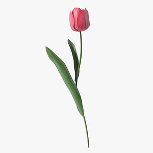3D Pink Tulip Flower