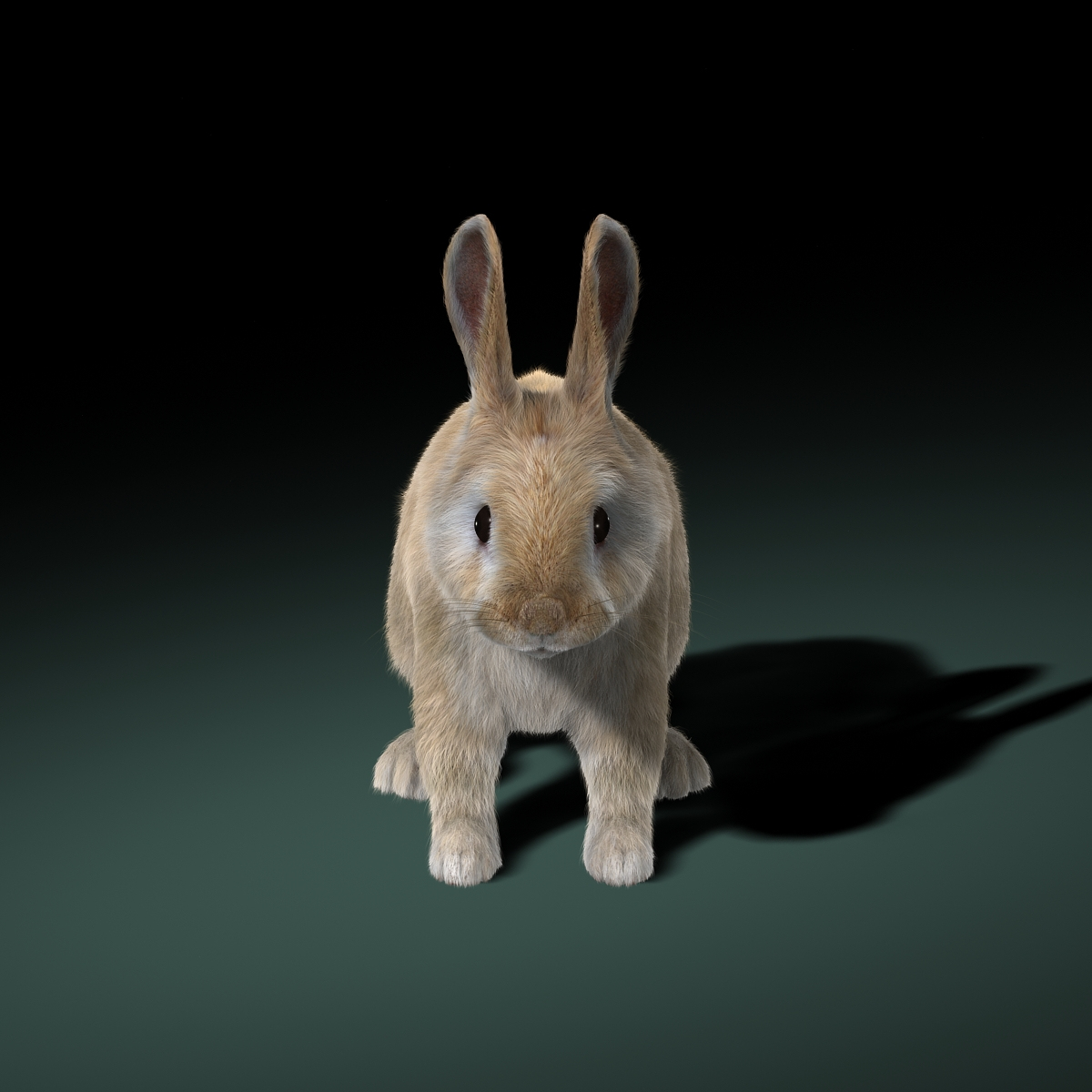 rabbit cream fur 3d obj