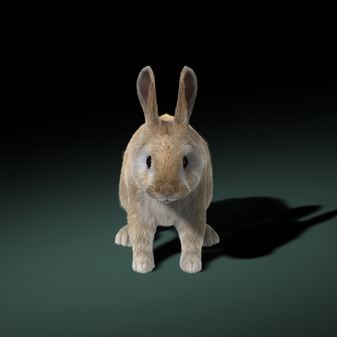 Rabbit Cream Fur 3d Obj