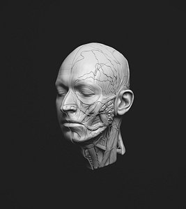 human head ecorche 3D model