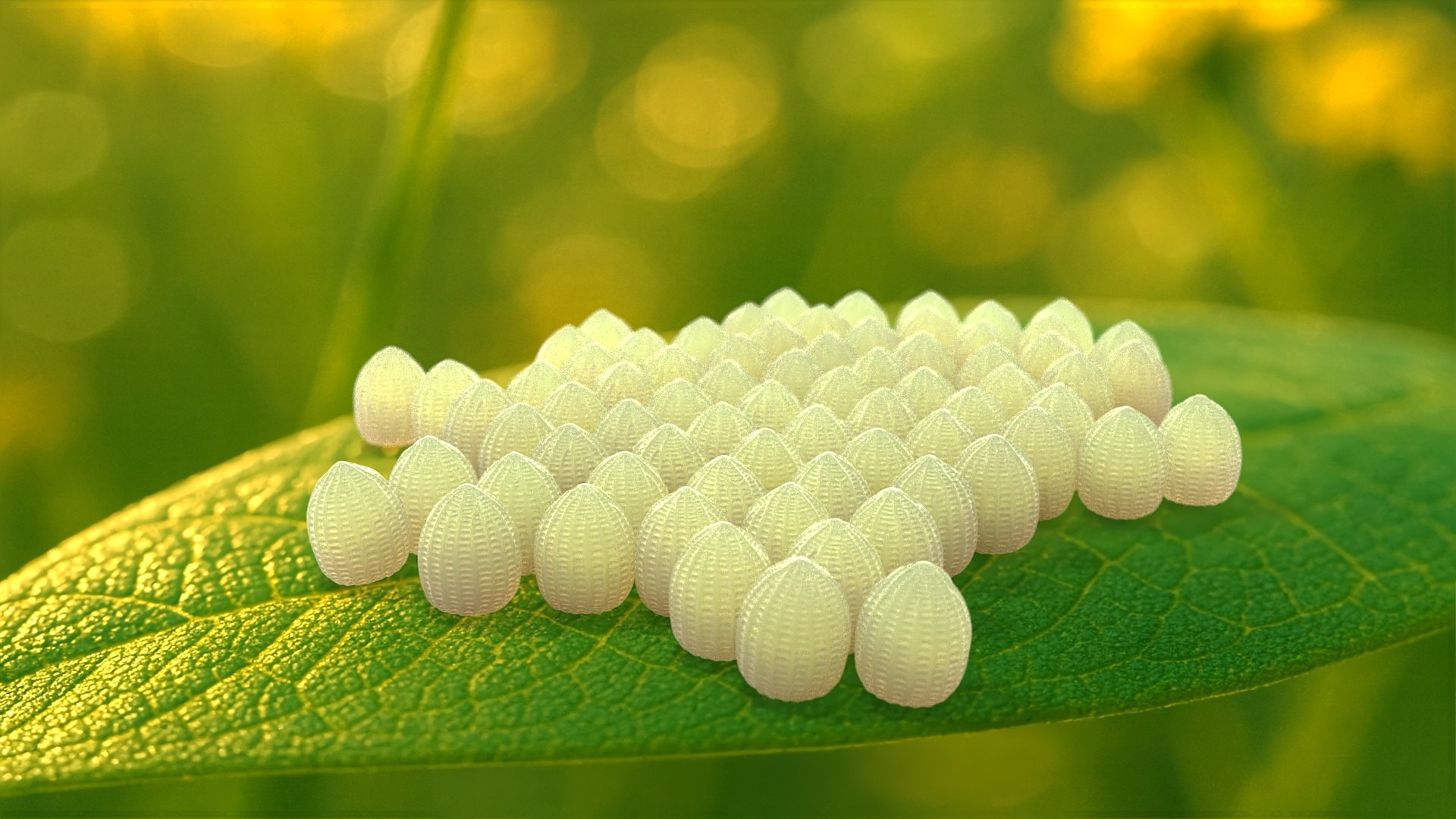 3D Monarch Butterfly Egg Laying in Early Stages of Maturation model https://p.turbosquid.com/ts-thumb/oL/zWAaqD/lU/monarch_butterfly_egg_laying_in_early_stages_of_maturation_003/jpg/1757023729/1920x1080/fit_q87/206a81e9c07562229e4c30fcb6894d5195efd065/monarch_butterfly_egg_laying_in_early_stages_of_maturation_003.jpg