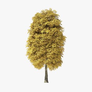 autumn rock elm tree 3D model