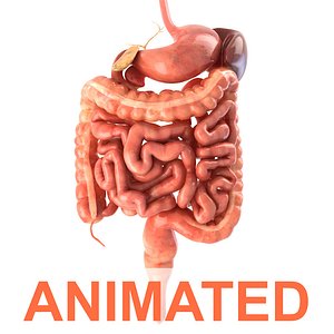 Digestive system. Animated