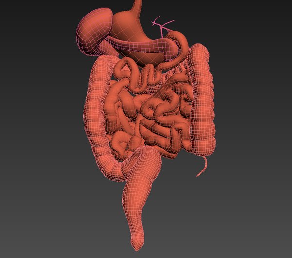 human digestive animation 3d model