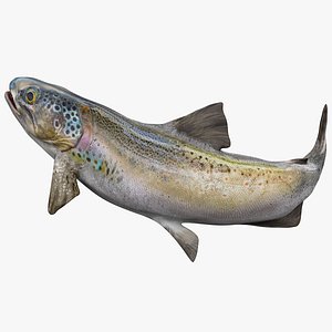 TROUT L1990 3D