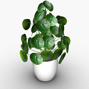 3D Chinese money plant