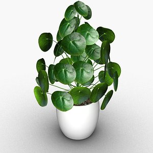 Chinese money plant