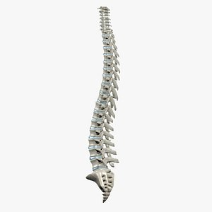 human spine 3d 3ds