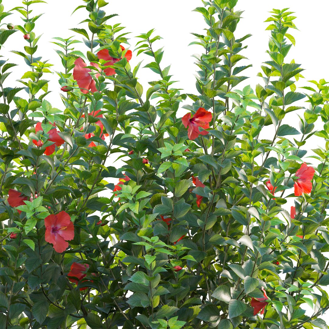 3D Hibiscus rosa - Chinese hibiscus https://p.turbosquid.com/ts-thumb/oM/kUxIwm/H2/3dtree_hibiscusrosa_01_04/jpg/1720596039/1920x1080/fit_q87/e35efd37b0b7198c716345e1082fd9aef4504059/3dtree_hibiscusrosa_01_04.jpg
