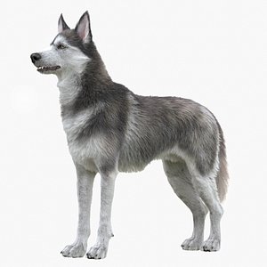 Husky