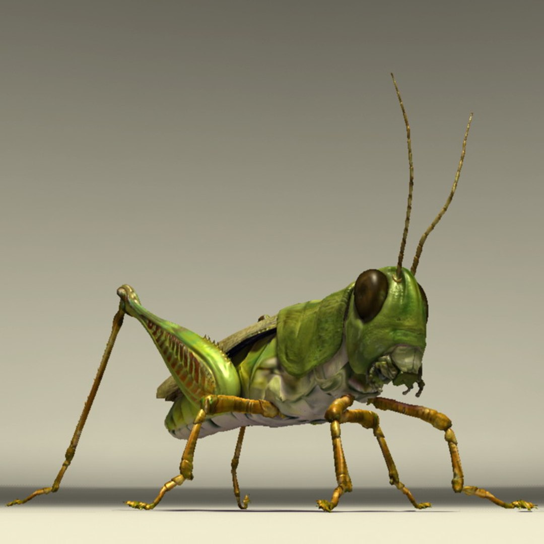 3d Grasshopper Grass