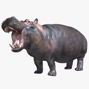 Hippopotamus 3D models - Sketchfab