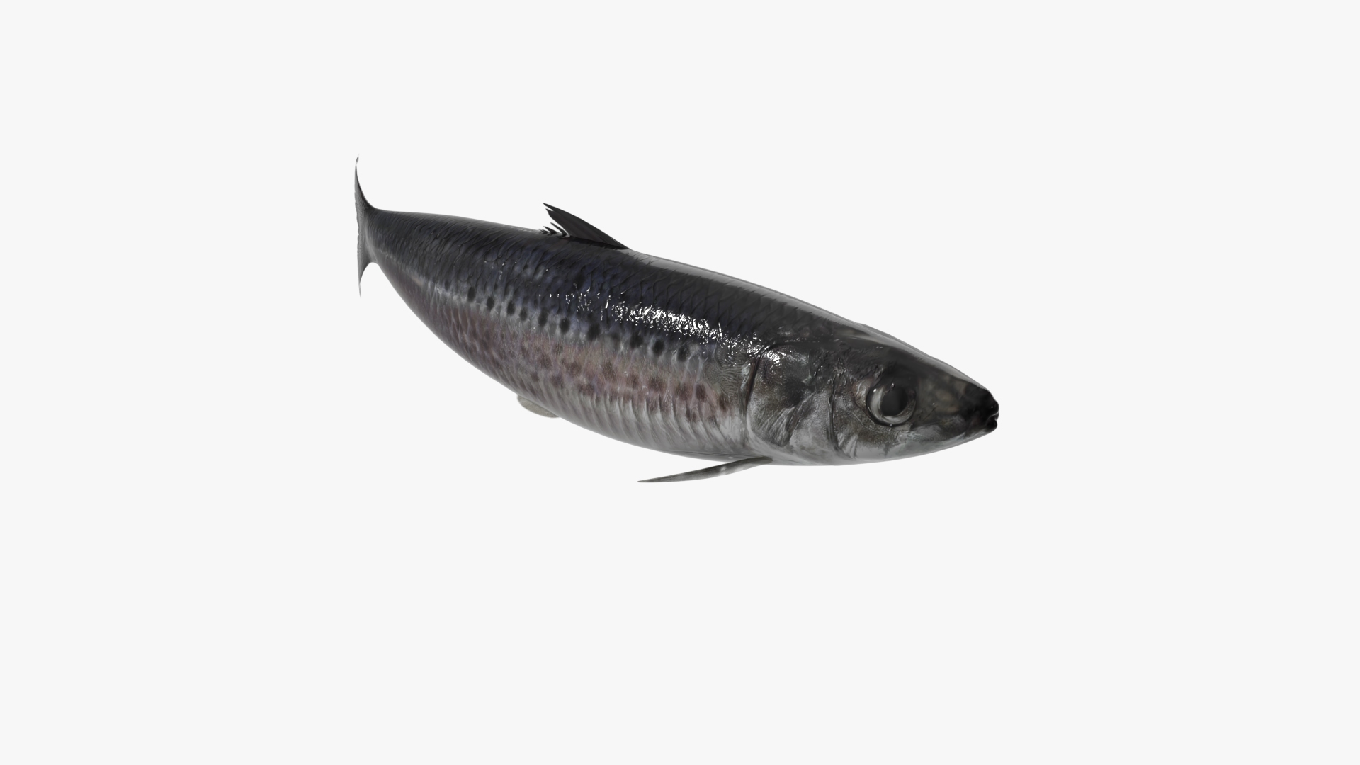 Atlantic Sardine Rigged For Blender 3D model https://p.turbosquid.com/ts-thumb/oN/QPSaqZ/BV/atlantic_sardine_rigged_for_blender_361/jpg/1789073097/1920x1080/turn_fit_q99/e43379a6ee1a256cd3445802def79f79d3d3114b/atlantic_sardine_rigged_for_blender_361-1.jpg
