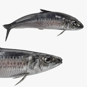 Atlantic Sardine Rigged For Blender 3D model