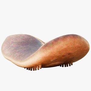 Odontogriphus 3D model