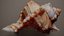 Orange Murex Murex Pecten Shell 62