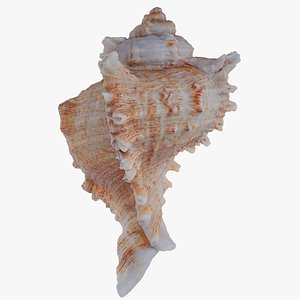 3D Orange Murex Murex Pecten Shell 62 model