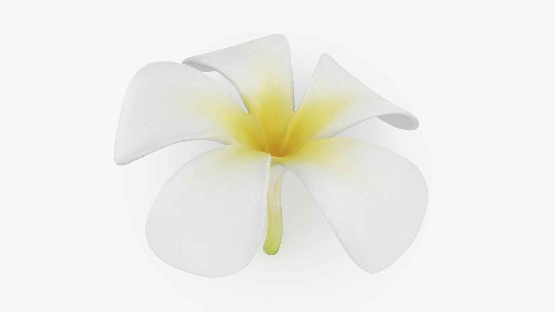 Plumeria Alba Flower 3D model https://p.turbosquid.com/ts-thumb/oN/WVm9sd/0E/plumeriaalba_b0018/jpg/1743251899/1920x1080/fit_q87/befc0c16513ead4a9aaa485a8dc9c12ac960862c/plumeriaalba_b0018.jpg