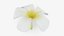 Plumeria Alba Flower