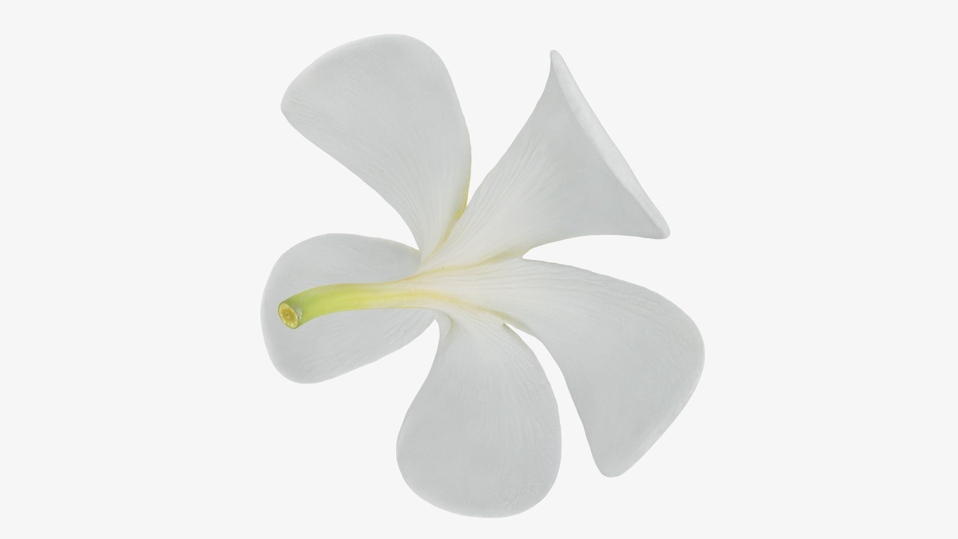 Plumeria Alba Flower 3D model https://p.turbosquid.com/ts-thumb/oN/WVm9sd/32/plumeriaalba_b0022/jpg/1743251900/1920x1080/fit_q87/266232435f2a1f0560b87e4477c581366c3d63f3/plumeriaalba_b0022.jpg